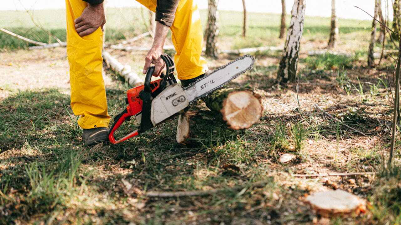 Tree Health Inspection in Elm Creek, TX